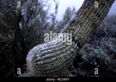 USA, United States of America, Arizona : Neige sur un cactus Saguaro. Banque D'Images