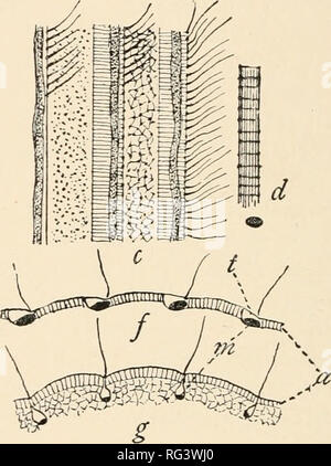 . L'histoire naturelle de Cambridge. Zoologie ; 1932 Geral. FK ;. 50.-Ectosarc de Ciliata. n-f, de Stentor coeruleus ; g, llfilnphfijn discolor, a, section transversale, montrant la pellicule, cils, canaux, et inyonenies ; 6, voir ci-dessous, la pellicule de surface montrant myonemes alternant avec des stries granulaire bleu ; c, plus vue superficielle, montrant des rangées de cils vibratiles adjacent à myonemes myoneme ; d, et très amplifié, montrant de stries longitudinales et transversales ; e, deux rangées de cils vibratiles ; f, g, sections optiques de ectosarc, montrant la couche de pellicule, alvéolaire (a), myonemes (m), et des canaux en ectosarc. (À partir de Calk Banque D'Images