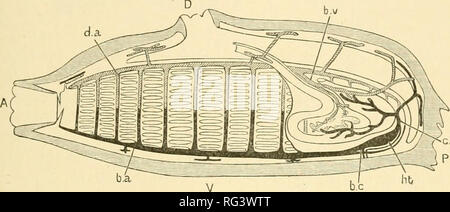 . L'histoire naturelle de Cambridge. Zoologie. 51 STRUCTUREâCIRCULATION ramify sur le canal alimentaire et le otlier les viscères. Ces lacunes viscérale iinally communiquer avec un troisième grand sinus, le hranchio »» navire viscérale-h.v) qui s'exécute avant le long du bord dorsal de la sac branchial comme l'aorte dorsale (d.((), à l'extérieur de la lamina dorsale, et se joint à la fin de la nageoire dorsale de tous les navires de la transversale sac branchial. Outre ces trois chef d'systemsâthe branchio-cardiaque, le cardio-viscérales et les branchio-visceralâ(voir fig. 23), il y a de nombreuses lacunes dans toutes les pièces Banque D'Images