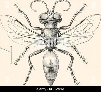 . L'histoire naturelle de Cambridge. Zoologie. Mauvais SPHEGIDAE LARRIDES- 117. FIG. 45.-Tachytes pectinipes ?. La Grande-Bretagne. Une espèce de Tachytes dans le sud de la France choisit comme sa proie Orthoptères de la famille des insectes, â€" d'une disposition très féroces, et fournis avec des pattes avant plus puissant, capable de couper en deux par un acte unique le corps de l'agresseur comme les Tachytes ; ce dernier est, cependant, loin d'être consternés par les bras de sa future victime, mais passez- ing au-dessus de la dernière pour un certain temps, comme pour le confondre, et l'entraînant à plusieurs reprises pour tourner sa tête très mobile, le Tacliy Banque D'Images