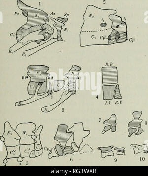 . L'histoire naturelle de Cambridge. Zoologie. Colonne vertébrale 283 la centra ou corps de vertèbres sont formés par les paires d'interventralia basiventralia, tandis que la sont réduits, persistant. Fig. 56.-La composition des vertèbres de reptiles, illustré par la première et la deuxième vertèbre cervicale. (1) Atlas (première) et du col de l'axe (deuxième) vertèbre de Croco- diliis. (2) Atlas et de l'axe, un Metriovhynchus Crocodile Jurassique. (3) L'analyse des deux premières vertèbres cervicales d'un Crocodile ; 2, deuxième basiventral » interceutrum ou complexes" a continué vers le haut dans le ménisque ou interver Banque D'Images