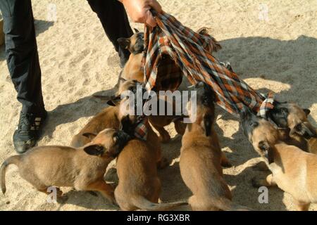 DEU, Allemagne, NRW:met bas à l'élevage de chiens à l'académie des chiens de police. Les chiens policiers, K9. Banque D'Images