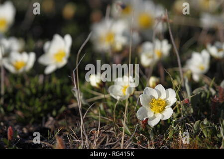 La dryade arctique (Dryas integrifolia/octopetala dryade alpin) ou de floraison, nord d'Arviat, Nunavut, Canada Banque D'Images
