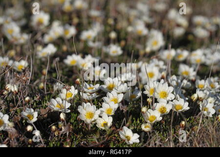 La dryade arctique alpin ou dryad, formant une grande colonie de plantes de la toundra arctique qui sont ronds et de prospérer dans le froid Banque D'Images