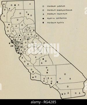 . Les prairies de la Californie et de la gamme de graminées fourragères. Les plantes fourragères graminées ;. le bétail et les chevaux, et l'herbe est demandée par les moutons lorsque les jeunes. 14. Barleygrasses BARLEYGRASSES (HORDEUM) sont en touffes vivaces ou annuelles, avec des pics hérissés dense ; spike- permet à 3s au niveau des noeuds d'un rachis de transmission, l'épillet central avec 1 fleurs sessiles parfaite et une longue baguette, le segment, le pediceled épillets latéraux sont habituellement réduites ou disjointing rachis rudimentaire ; à la base de chaque segment, ce qui reste en dessous de la stipe à- tached épillets. Les oreillettes à la base des pales Banque D'Images