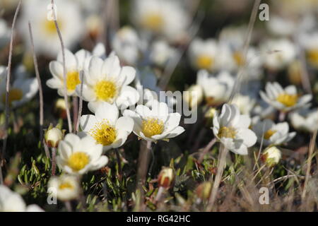 La dryade arctique (Dryas integrifolia/octopetala dryade et alpin) ou de floraison des plantes nord d'Arviat, Nunavut, Canada Banque D'Images