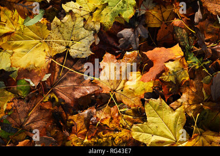 Palette de couleurs d'automne Banque D'Images