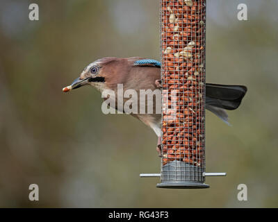 Jay européen (Garrulus glandarius) se nourrissant de l'écrou jardin convoyeur, Cambridgeshire, Angleterre Banque D'Images