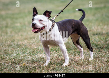 Siambull chien femelle. Le Siambull est une création hors de la Staffordshire Bullterrier, Boston Terrier et un peu de Patterdale Terrier. Banque D'Images