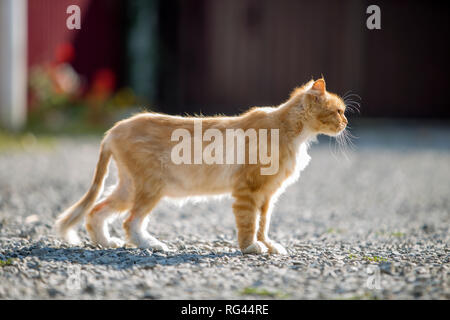 Portrait de profil de l'orange grand chat adulte avec des yeux jaunes à l'extérieur debout sur des petits cailloux à la ligne droite sur la lumière floue su Banque D'Images