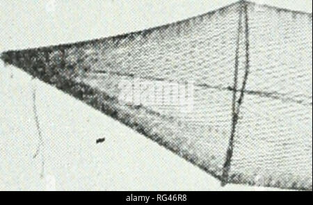 . Chasse et pêche de la Californie. Pêche -- Californie ; jeu et jeu-oiseaux -- Californie ; Poissons -- Californie ; groupes de population animale ; pêches ; gibier, poissons. 188 CALIFORNIA FISH AND GAME de fly trap. Le terme fyke peut être appliqué à toute entrée de l'entonnoir dans les engins de pêche et la mise en fourrière ancré sur les pièges utilisés dans certains de nos cours d'eau de la Californie sont localement appelés verveux. Appareils emmêlants poisson capture par deux méthodes appelées gill et trémails. Dans un filet maillant le poisson se moque de sa tête en un petit maillage du filet et quand il tente de revenir sur estime que ses opercules prolongée sont pris, Banque D'Images