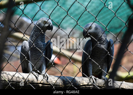 Couple perroquet gris d'Afrique en captivité (Psittacus erithacus) Banque D'Images