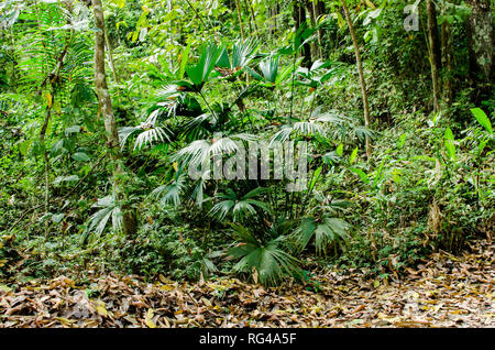 Carludovica Palmata. Chapeau Panama d'Equateur et 'Sombrero' Pintao de Panama sont faites en utilisant les fibres fournies par ces plantes. Banque D'Images