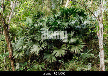 Carludovica Palmata. Chapeau Panama d'Equateur et 'Sombrero' Pintao de Panama sont faites en utilisant les fibres fournies par ces plantes. Banque D'Images