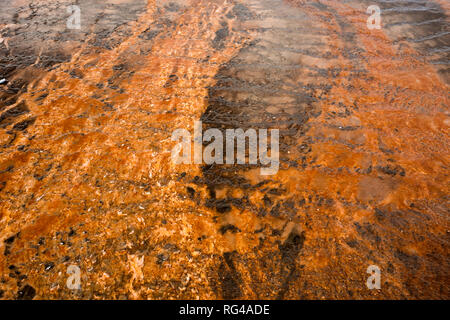 WY02995-00...WYOMING - un tapis d'algues colorées autour des côtés de Grand Prismatic Spring. Banque D'Images