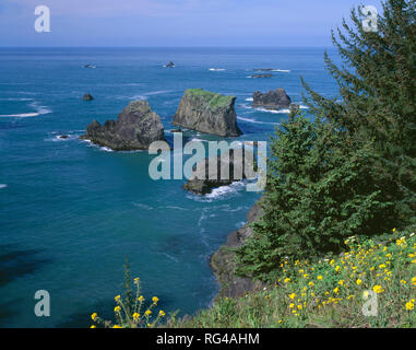 USA (Oregon), Samuel Boardman State Park, off shore sea stacks forment de petites îles à Arch Rock vue tandis que les fleurs fleurissent sur pointe. Banque D'Images