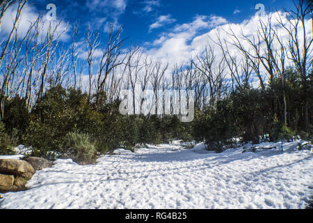 Saison enneigée de montagne du lac, où situé dans l'est de Melbourne, Victoria, Australie. Banque D'Images