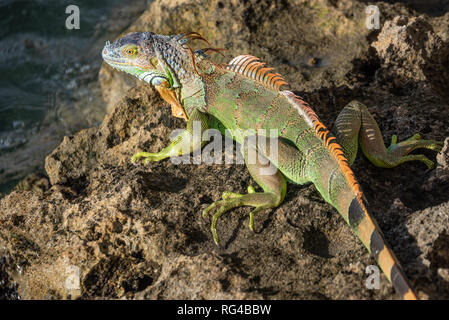 Grand American green iguana sur une station d'Intracoastal Waterway à Palm Beach, en Floride. (USA) Banque D'Images