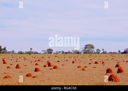 Belles termitières sur terrain agricole herbeuses sèches, bonite, Pantanal, Mato Grosso, Brésil Banque D'Images