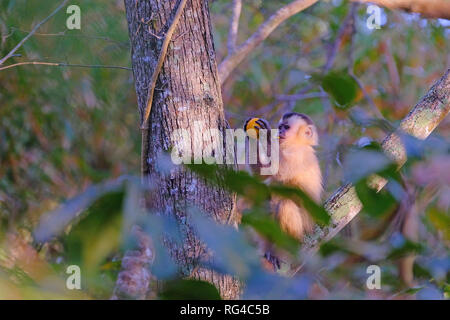 Les Azaras ou capucin capucin à capuchon, Sapajus Cay, Simia Apella Cebus apella ou, du Mato Grosso, Pantanal, Brésil Banque D'Images