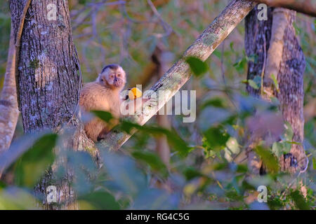 Les Azaras ou capucin capucin à capuchon, Sapajus Cay, Simia Apella Cebus apella ou, du Mato Grosso, Pantanal, Brésil Banque D'Images