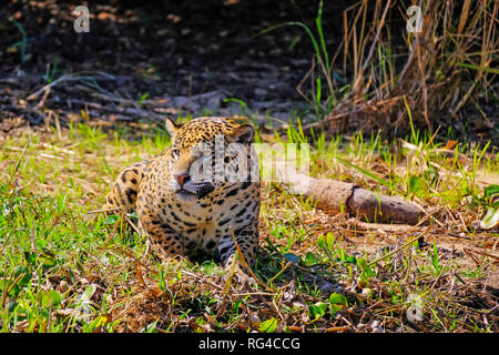 Jaguar, Panthera onca, sur une berge, Cuiaba River, Porto Jofre, Pantanal Matogrossense, Mato Grosso, Brésil Banque D'Images