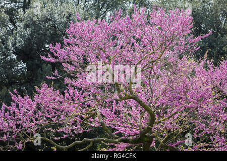 Purple Jacaranda Arbre en fleur, Rome, Italie, Europe Banque D'Images