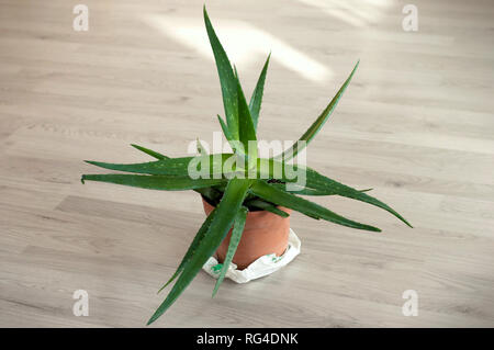 L'Aloe Vera dans un pot. L'Aloe Vera médicinales sur le plancher Banque D'Images