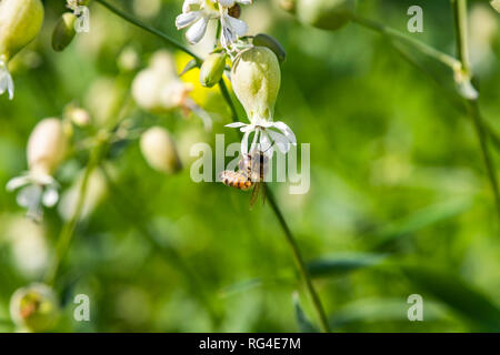 La collecte du pollen d'abeilles d'une fleur blanche sur un arrière-plan flou vert Banque D'Images