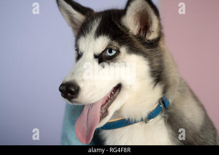 Il est plus qu'un chien. Chien Husky. Chien mignon. Husky Sibérien est un beau chien de race pure race. Husky aux yeux bleus et le loup comme le regard. Animal Banque D'Images