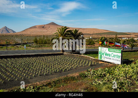 La Finca Canarias Aloe Vera Garden Center à Fuerteventura, Îles Canaries Banque D'Images