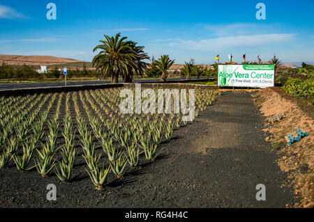 La Finca Canarias Aloe Vera Garden Center à Fuerteventura, Îles Canaries Banque D'Images