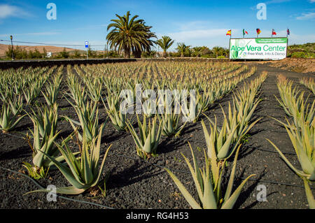 La Finca Canarias Aloe Vera Garden Center à Fuerteventura, Îles Canaries Banque D'Images