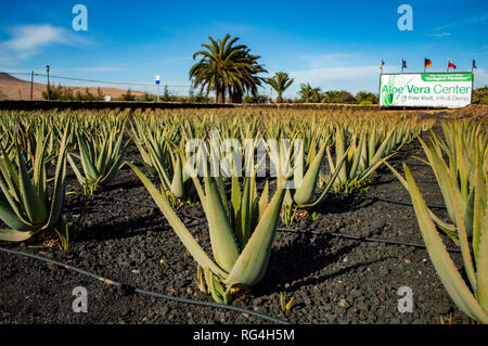 La Finca Canarias Aloe Vera Garden Center à Fuerteventura, Îles Canaries Banque D'Images