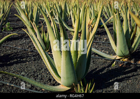 La Finca Canarias Aloe Vera Garden Center à Fuerteventura, Îles Canaries Banque D'Images