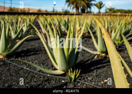 La Finca Canarias Aloe Vera Garden Center à Fuerteventura, Îles Canaries Banque D'Images