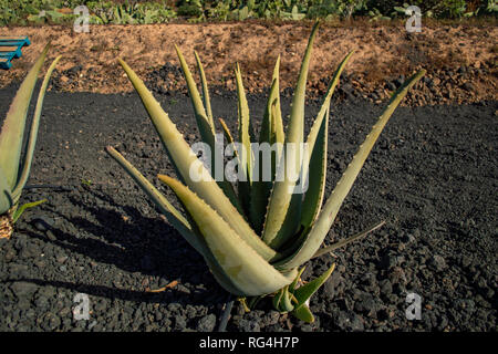 La Finca Canarias Aloe Vera Garden Center à Fuerteventura, Îles Canaries Banque D'Images