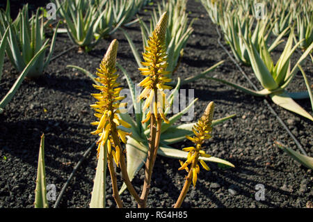 La Finca Canarias Aloe Vera Garden Center à Fuerteventura, Îles Canaries Banque D'Images