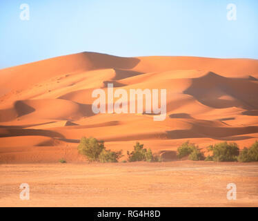 Paysage de désert du Sahara, le Maroc. Les buissons et des dunes de sable sur fond de ciel bleu Banque D'Images