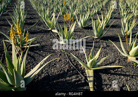 La Finca Canarias Aloe Vera Garden Center à Fuerteventura, Îles Canaries Banque D'Images