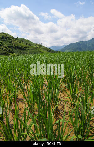 Close-up des plants de riz dans les rizières Banque D'Images