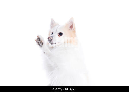 Jeune chien avec blanc et beige avec fourrure et qui donne la patte Banque D'Images