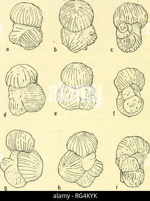 . Bulletins de la paléontologie américain. Bulletin 28- 140 28. Texte fig, RO, nrnata Bronnimann Rugoglobigerina macrocephala- T. L. L.. cat. Nos 155591-155594- Guayaguavare mayaroensis Globotruncana, zone d'appoint. Crétacé supérieur. Tous les appr. X 80. (A,b,c) même spécimen, cordon ombilical, spirale et apertuial point de vue. (D,e,f) même spécimen, cordon ombilical, sp.ral aperturale et vues. Cg,h,ii même spécimen, cordon ombilical, spirale aind vues aperturale. Rug-oglGbigrerina ragosa rugosa (Plummer) Texte 1926 fig. U, 12 ans, est Glob'igerina rugosa Plummer, 1926, University of Texas, Bull. 2644, pp. 38-39, p ;. 2, ftgs loa-d ; Loetterle, 193 Banque D'Images