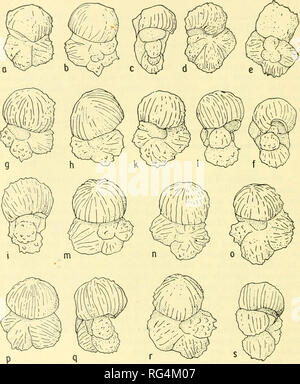 . Bulletins de la paléontologie américain. Bulletin 26 14026 zone, Guayaguayare lits, Maestrichtfan, Crétacé supérieur, Trin- idad, B. W. I. déposé dans le Cushrrran Collection, National Museum, Washington, D. C.. Texte fig. 9. Macrocephala Rugoglobigerina macrocephala Bronnimann. T.L.L. No de cat. Nos 155591-155594. Globotruncana'mayaroens est zone, Guayaguayare lits, Crétacé supérieur. Tous les appr. X 80. (A,b,c) même spécimen, cordon ombilical, spirale et vues aperturale. (D,e,f) même spécimen, cordon ombilical, spirale et vues aperturale. (G,h,i) même spécimen, cordon ombilical, spirale et vues aperturale. (K,L,m) Même Banque D'Images
