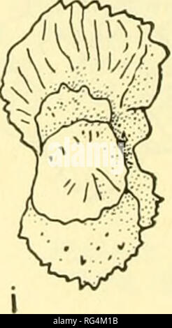 . Bulletins de la paléontologie américain. . Texte fig. 7. Ruf/oglobujerina reicheli Bronnimann pustulata. T. L. L. No de cat. Nos 155591-155594. Globotruncana mayaroensis Guayaguayare, zone d'appoint, Crétacé supérieur, tous les appr. X 80. (A,b,c) même spécimen, unibilical, spirale et vues aperturale. (D,e,f) même spécimen, cordon ombilical, spirale et vues aperturale. (G,h,i) même spécimen, cordon ombilical, spirale et vues aperturale.. Veuillez noter que ces images sont extraites de la page numérisée des images qui peuvent avoir été retouchées numériquement pour plus de lisibilité - coloration et l'aspect de ces illustrations ne peut pas parfaitement Banque D'Images