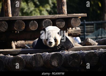 Beijing, Beijing, Chine. 28 janvier, 2019. Beijing, Chine-Un adorable panda géant du Zoo de Beijing au soleil bénéficie à Pékin, en Chine. Crédit : SIPA Asie/ZUMA/Alamy Fil Live News Banque D'Images