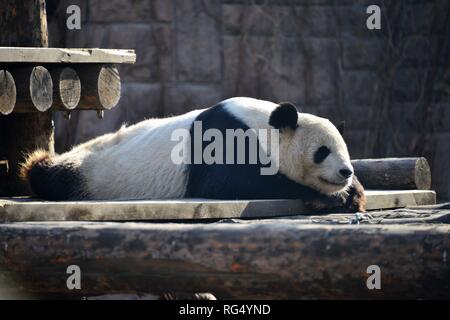 Beijing, Beijing, Chine. 28 janvier, 2019. Beijing, Chine-Un adorable panda géant du Zoo de Beijing au soleil bénéficie à Pékin, en Chine. Crédit : SIPA Asie/ZUMA/Alamy Fil Live News Banque D'Images