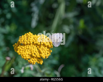 Piscine printemps / été image en couleur d'un seul, le chou Pieris rapae papillon blanc assis sur une fleur d'achillée jaune floue,natural background Banque D'Images