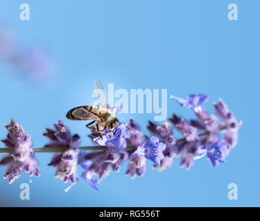 Une couleur d'une image floral / russe perovskia blue spire sauge / fleur avec une abeille dessus prises sur une journée ensoleillée avec ciel bleu Banque D'Images