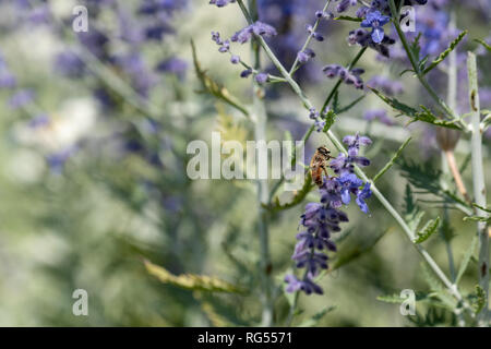 Une couleur d'une image floral / russe perovskia blue spire sauge / fleur avec une abeille dessus,floue fond vert naturel journée ensoleillée Banque D'Images